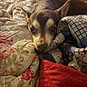 Peanut joined the competition — help win amazing prizes! bed, blanket, comfort, cozy, cute, dog, ears, fabric, fur, home, indoor, pattern, pet, quilt, relaxation, resting, sleepy, small_dog, snout, warm