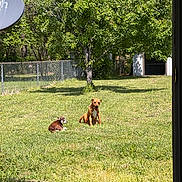 Peanut is registered to the contest to win money with this photo: animal, backyard, canine, daytime, dog, dogs, fence, grass, greenery, nature, outdoor, panting, pet, relaxing, satellite_dish, shed, summer, sunny, tree, yard