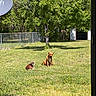 animal, backyard, canine, daytime, dog, dogs, fence, grass, greenery, nature, outdoor, panting, pet, relaxing, satellite_dish, shed, summer, sunny, tree, yard