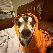 Peanut joined the competition — help win amazing prizes! animal, blanket, closeup, cozy, curious, cute, dog, domestic_animal, ears, face, furniture, hoodie, indoor, leather_couch, mammal, orange_clothing, pet, portrait, sitting, small_dog