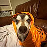 animal, blanket, closeup, cozy, curious, cute, dog, domestic_animal, ears, face, furniture, hoodie, indoor, leather_couch, mammal, orange_clothing, pet, portrait, sitting, small_dog
