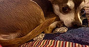 Peanut is registered to the contest to win money with this photo: animal, bed, brown_dog, close_up, companion, cozy, cute, dog, ears, fur, indoor, patchwork, paw, pet, quilt, resting, sleepy, small_dog, tail, white_fur