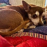 animal, bed, brown_dog, close_up, companion, cozy, cute, dog, ears, fur, indoor, patchwork, paw, pet, quilt, resting, sleepy, small_dog, tail, white_fur