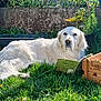 Jenka participe au concours pour gagner de l'argent avec cette photo : dog, white_dog, grass, booklet, wooden_crate, garden, plants, fence, outdoor, sunlight, pet, canine, relaxed, nature, leafy, greenery, summer, animal, portrait, daytime