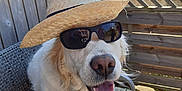 Jenka participe au concours pour gagner de l'argent avec cette photo : dog, golden_retriever, hat, sunglasses, outdoor, chair, wooden_deck, fence, smiling, pet, sunny, summer, happy, canine, animal, portrait, daylight, relaxed, domestic_animal, backyard