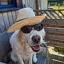 dog, golden_retriever, hat, sunglasses, outdoor, chair, wooden_deck, fence, smiling, pet, sunny, summer, happy, canine, animal, portrait, daylight, relaxed, domestic_animal, backyard