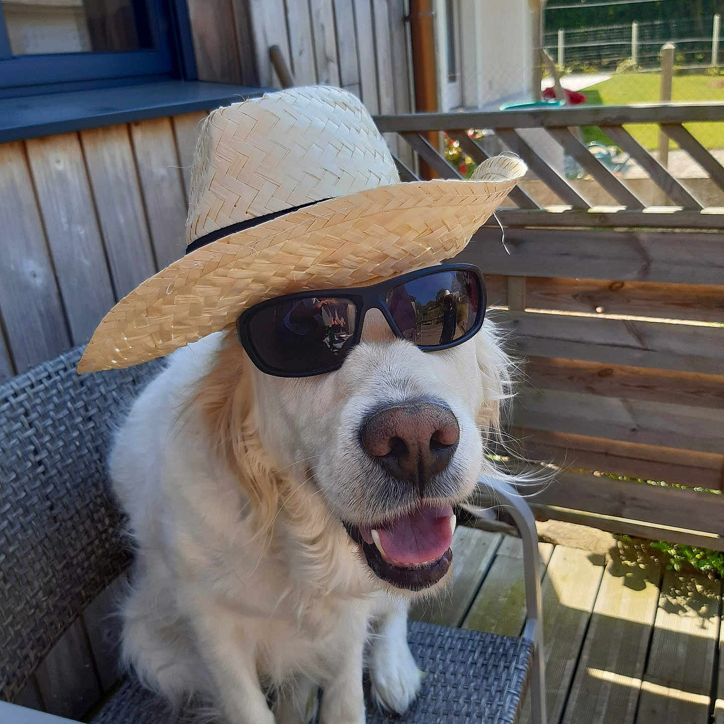 Jenka participe au concours pour gagner de l'argent avec cette photo : animal, backyard, canine, chair, daylight, dog, domestic_animal, fence, golden_retriever, happy, hat, outdoor, pet, portrait, relaxed, smiling, summer, sunglasses, sunny, wooden_deck