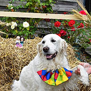 Jenka participe au concours pour gagner de l'argent avec cette photo : dog, white_dog, golden_retriever, colorful_collar, straw, hay, roses, red_roses, white_roses, flowers, outdoor, garden, hand, paw, figurines, celebration, wooden_fence, smiling_dog, pet, playful