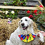 dog, white_dog, golden_retriever, colorful_collar, straw, hay, roses, red_roses, white_roses, flowers, outdoor, garden, hand, paw, figurines, celebration, wooden_fence, smiling_dog, pet, playful