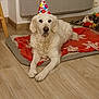 Jenka participe au concours pour gagner de l'argent avec cette photo : dog, golden_retriever, party_hat, blanket, floor, indoor, celebration, pet, animal, fur, muzzle, ears, nose, wooden_floor, decor, toy, relaxed, lying_down, home, cozy