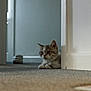 Bertie is registered to the contest to win money with this photo: kitten, cat, indoor, carpet, curious, peeking, wall, home, animal, pet, cute, small, feline, floor, ears, whiskers, young, mammal, light, shadow