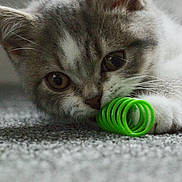 Bertie is registered to the contest to win money with this photo: kitten, cat, gray_cat, white_cat, toy, green_toy, carpet, close_up, pet, animal, whiskers, playful, curious, soft_fur, indoor, cute, young_cat, paw, face, eye
