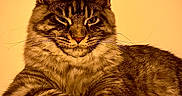 Bryxton participe au concours pour gagner de l'argent avec cette photo : cat, tabby, fluffy, long_hair, whiskers, ears, paws, feline, pet, animal, portrait, close_up, indoor, warm_lighting, golden_tone, lying_down, relaxed, staring, fur, cushion