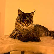 Bryxton a rejoint le concours — aidez-le/la à gagner de superbes lots ! cat, tabby, fluffy, long_hair, feline, pet, animal, lying_down, bed, bedroom, indoor, portrait, front_view, serious, squinting, whiskers, ears, paws, warm_lighting, cozy