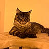 cat, tabby, fluffy, long_hair, feline, pet, animal, lying_down, bed, bedroom, indoor, portrait, front_view, serious, squinting, whiskers, ears, paws, warm_lighting, cozy