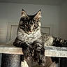 Bryxton participe au concours pour gagner de l'argent avec cette photo : cat, maine_coon, furry, long_hair, gray_fur, striped, green_eyes, golden_eyes, whiskers, ears, paws, pet, animal, indoor, cat_tree, scratching_post, bed, relaxed, portrait, front_view