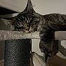 Bryxton participe au concours pour gagner de l'argent avec cette photo : cat, tabby_cat, sleeping, fluffy, fur, whiskers, ears, closed_eyes, paws, drowsy, relaxed, indoor, cat_tree, scratching_post, pet_furniture, cozy, brown, black, portrait, home