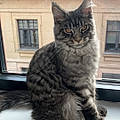 Dorine A.