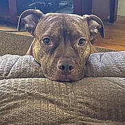 Luna is registered to the contest to win money with this photo: dog, brindle, pet, animal, resting, blanket, cushion, indoor, cozy, brown, ears, face, snout, eyes, fur, looking, comfort, floor, home, cute