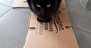 Opale participe au concours pour gagner de l'argent avec cette photo : black_cat, box, carnivoran, cat, cat_like_mammal, floor, flooring, mammal, small_to_medium_sized_cats, snout, whiskers