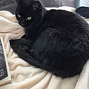 Opale participe au concours pour gagner de l'argent avec cette photo : animal, black_cat, blanket, book, cat, companion, cozy, curious_eyes, cute, domestic_cat, feline, fur, home, indoors, pet, pillow, reading_material, relaxed, resting, soft_texture