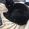 animal, black_cat, blanket, book, cat, companion, cozy, curious_eyes, cute, domestic_cat, feline, fur, home, indoors, pet, pillow, reading_material, relaxed, resting, soft_texture