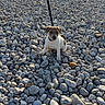 Aiko participe au concours pour gagner de l'argent avec cette photo : puppy, dog, beach, rocks, leash, sea, water, sunlight, horizon, outdoor, animal, pet, small_dog, sunshine, nature, daytime, shore, curious, sitting, coast