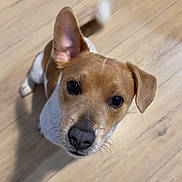 Aiko a rejoint le concours — aidez-le/la à gagner de superbes lots ! dog, puppy, brown, white, ear, floor, wooden_floor, pet, animal, looking_up, indoor, cute, canine, young_dog, snout, whiskers, fur, small_dog, domestic_animal, portrait