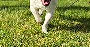 Aiko participe au concours pour gagner de l'argent avec cette photo : dog, grass, outdoor, daytime, happy, running, canine, pet, nature, greenery, tree, sky, sunlight, playful, animal, mammal, grass_field, smiling, ears, tail