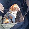 Aiko a rejoint le concours — aidez-le/la à gagner de superbes lots ! dog, car, car_seat, booster_seat, sunlight, seatbelt, leash, pet, brown_and_white, canine, inside, vehicle, harness, backseat, resting, daylight, domestic_animal, cute, animal, sitting