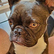 Ulky a rejoint le concours — aidez-le/la à gagner de superbes lots ! animal, brown, close_up, curious, dog, ears, expression, face, french_bulldog, fur, glass_table, human_leg, indoor, keyboard, lap, mouse, pet, sitting, white, wrinkles