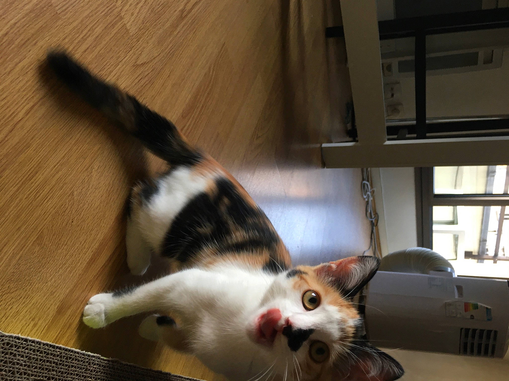 Milow a rejoint le concours — aidez-le/la à gagner de superbes lots ! aegean_cat, american_shorthair, american_wirehair, asian, carnivore, cat, domestic_short_haired_cat, european_shorthair, felidae, fur, kitten, mammal, organ, paw, polydactyl_cat, small_to_medium_sized_cats, snapshot, snout, tail, whiskers