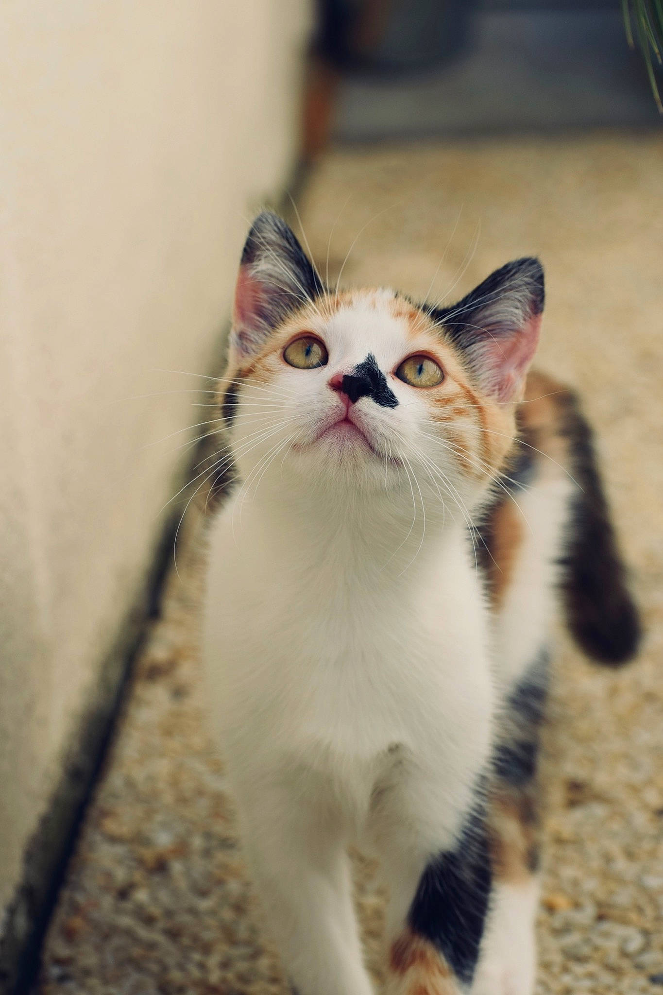 Milow participe au concours pour gagner de l'argent avec cette photo : aegean_cat, american_wirehair, asian, carnivore, cat, domestic_short_haired_cat, european_shorthair, eye, felidae, fur, kitten, mammal, munchkin, ojos_azules, polydactyl_cat, small_to_medium_sized_cats, snout, tabby_cat, vertebrate, whiskers