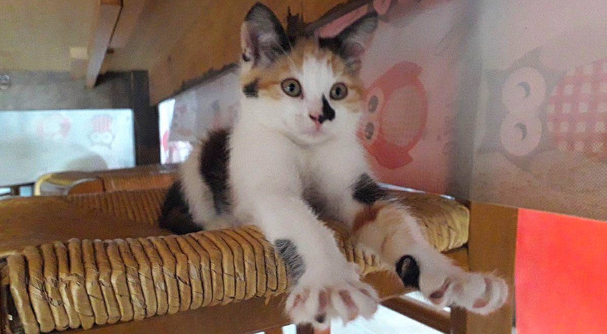 Milow a rejoint le concours — aidez-le/la à gagner de superbes lots ! aegean_cat, american_curl, american_wirehair, asian, carnivore, cat, domestic_short_haired_cat, european_shorthair, eye, fawn, felidae, kitten, mammal, norwegian_forest_cat, ojos_azules, paw, polydactyl_cat, small_to_medium_sized_cats, vertebrate, whiskers