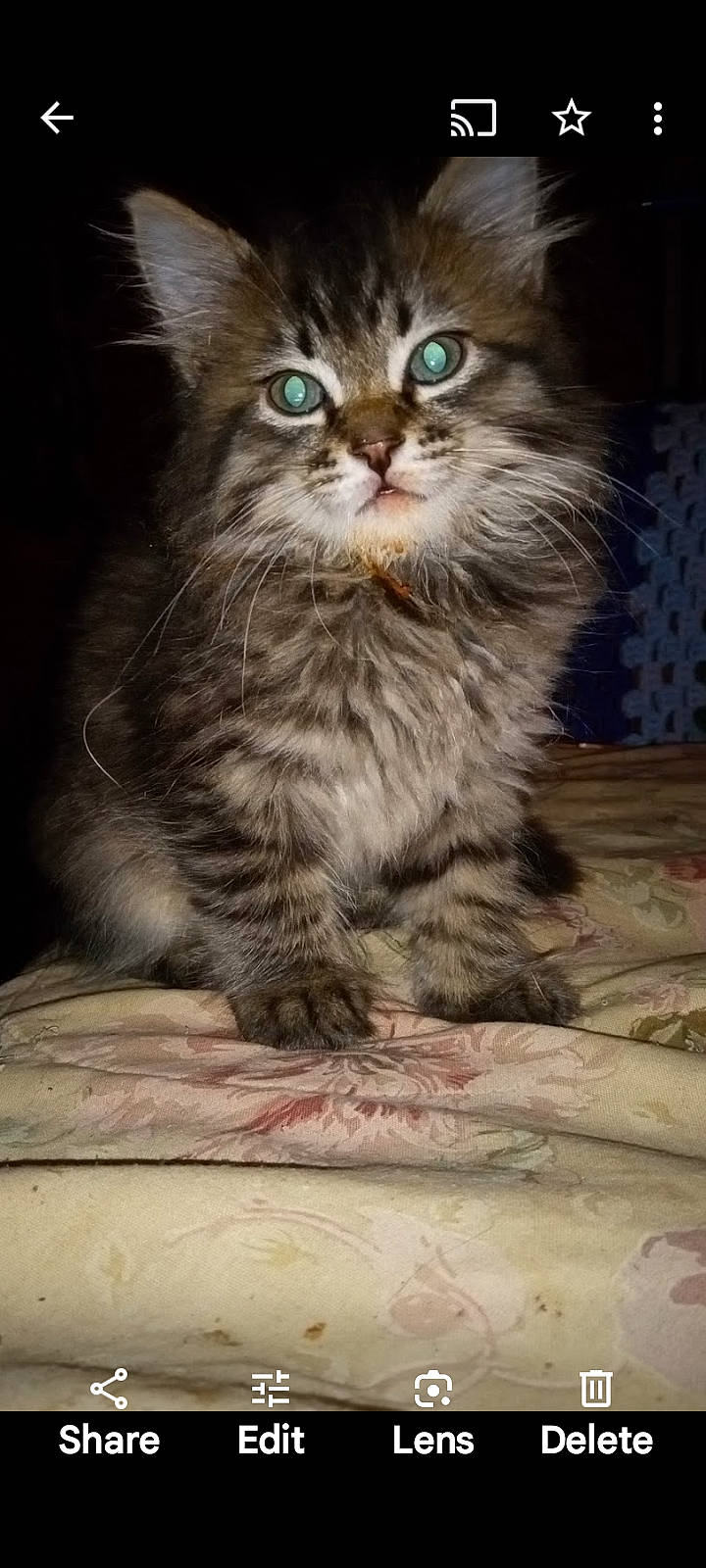 Jeremy Shway-mi joined the competition — help win amazing prizes! carnivore, cat, claw, darkness, domestic_short_haired_cat, felidae, flooring, fur, hardwood, maine_coon, sitting, small_to_medium_sized_cats, snout, terrestrial_animal, whiskers, wildlife, wood