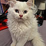 Coco participe au concours pour gagner de l'argent avec cette photo : cat, kitten, white_fur, blue_eyes, fluffy, pet, indoor, closeup, curious, cute, young_animal, whiskers, tail, animal, domestic_cat, feline, soft_texture, ears, pink_nose, sitting