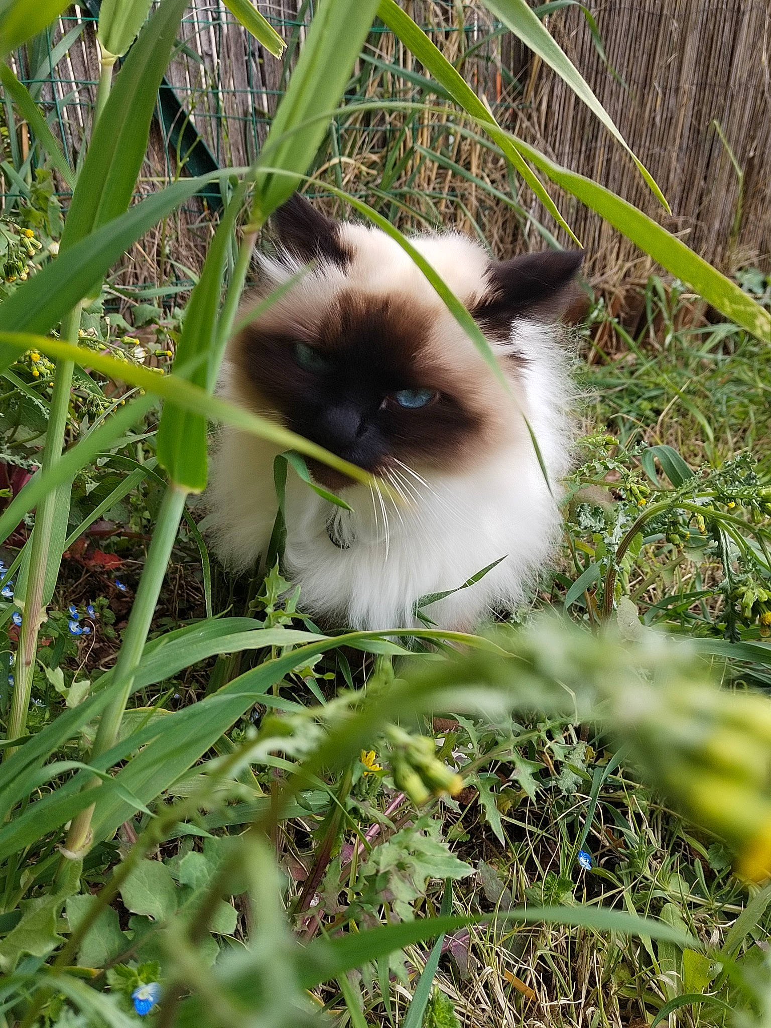 Luciole a rejoint le concours — aidez-le/la à gagner de superbes lots ! balinese, birman, carnivore, cat, fawn, felidae, fur, grass, plant, siamese, small_to_medium_sized_cats, snout, tail, terrestrial_animal, thai, whiskers, wildlife