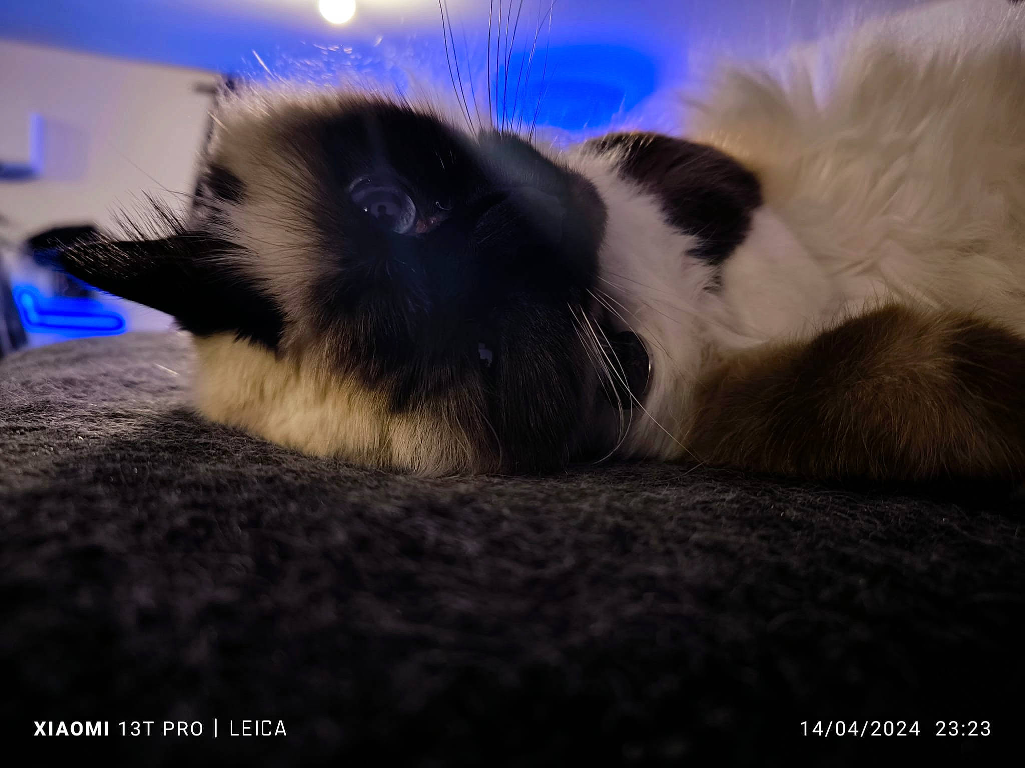 Luciole participe au concours pour gagner de l'argent avec cette photo : carnivore, cat, claw, cloud, comfort, eye, felidae, fur, human_leg, nap, paw, siamese, sky, sleep, small_to_medium_sized_cats, snout, tail, terrestrial_animal, tints_and_shades, whiskers