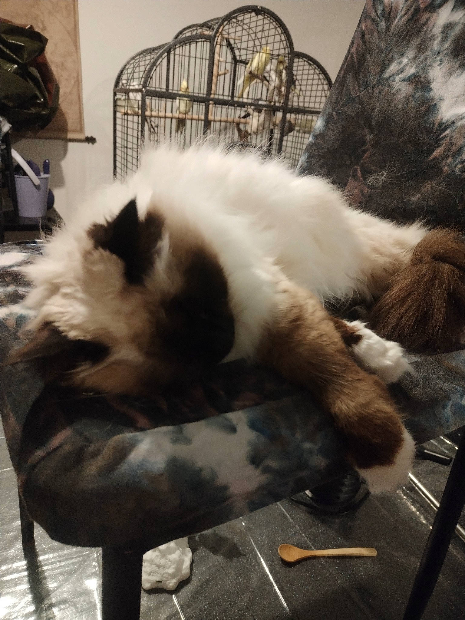 Luciole participe au concours pour gagner de l'argent avec cette photo : canidae, carnivore, cat, claw, comfort, companion_dog, felidae, flooring, fur, metal, nap, paw, small_to_medium_sized_cats, tail, terrestrial_animal, whiskers