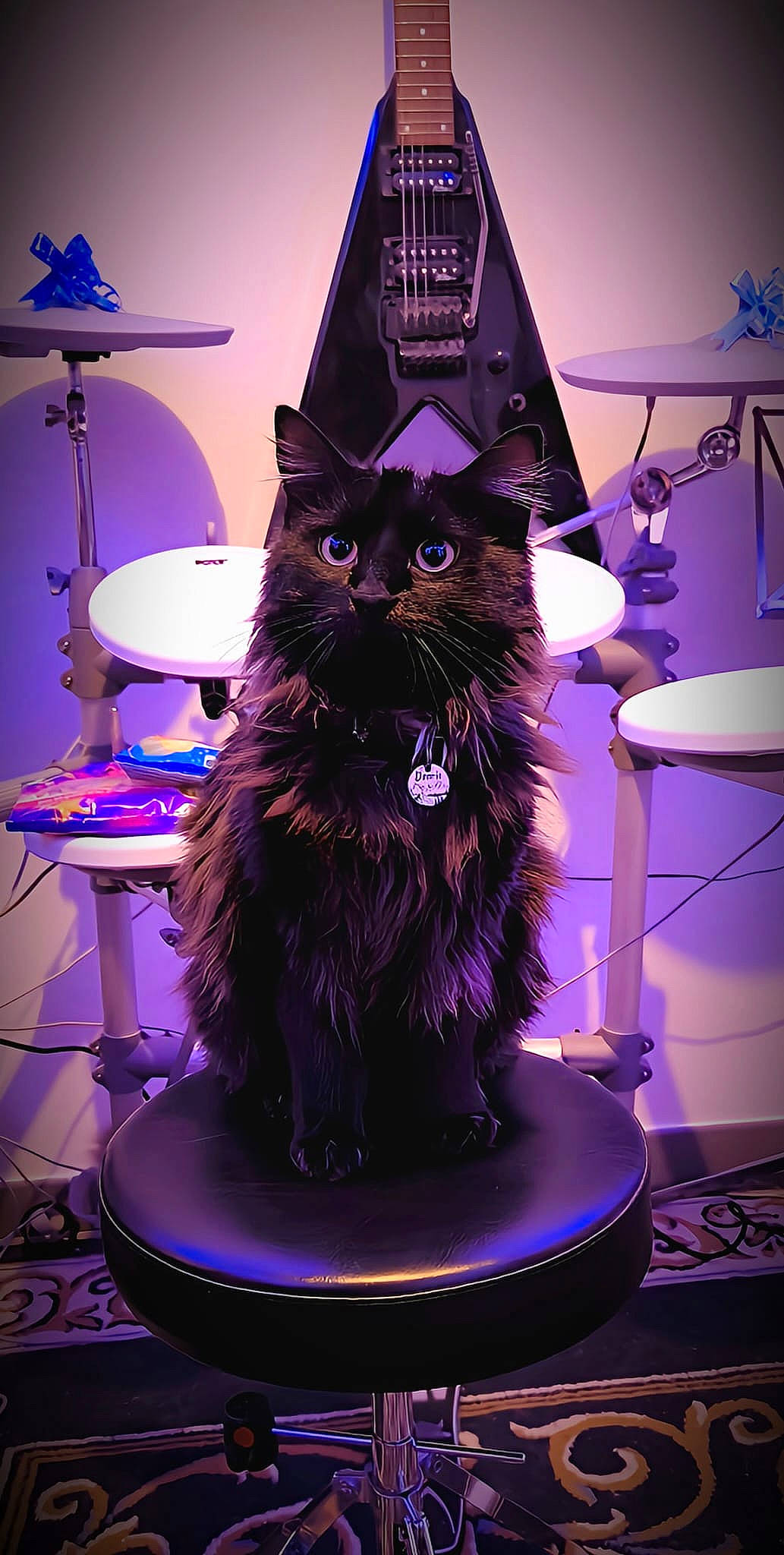 Daario a rejoint le concours — aidez-le/la à gagner de superbes lots ! black_cat, blue, carnivore, cat, domestic_short_haired_cat, drawer, electric_blue, event, felidae, formal_wear, fur, hat, lamp, light, lighting, magenta, purple, small_to_medium_sized_cats, table, whiskers