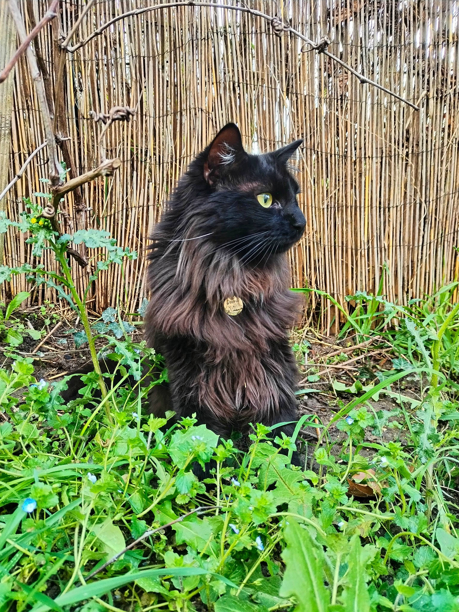 Daario participe au concours pour gagner de l'argent avec cette photo : black_cat, carnivore, cat, dog_breed, domestic_short_haired_cat, eye, felidae, fur, garden, grass, groundcover, plant, small_to_medium_sized_cats, snout, soil, tail, terrestrial_animal, terrestrial_plant, whiskers, wood