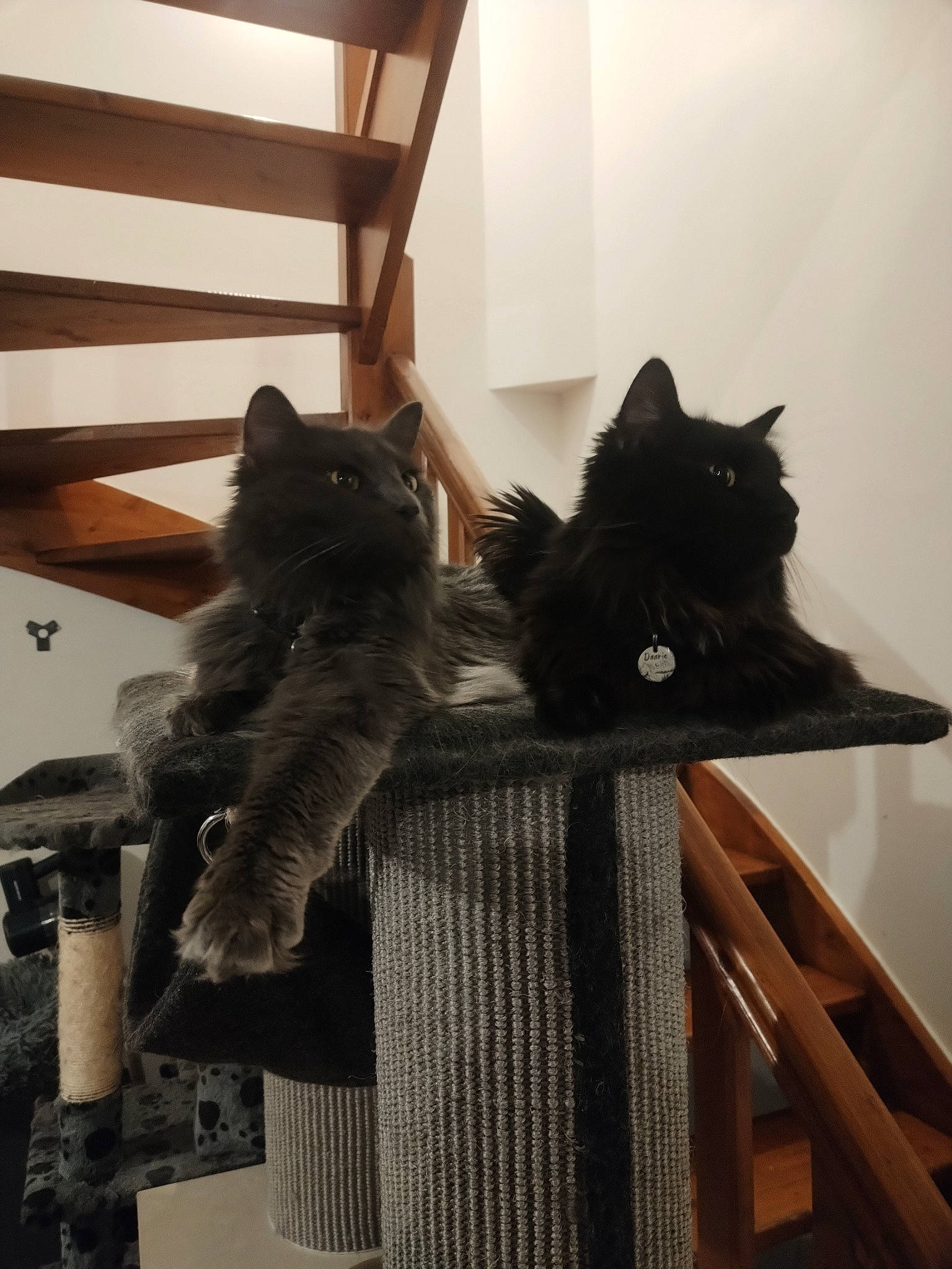 Freya a rejoint le concours — aidez-le/la à gagner de superbes lots ! black_cat, bombay, carnivore, cat, comfort, domestic_short_haired_cat, felidae, flooring, fur, grey, hardwood, mammal, room, small_to_medium_sized_cats, tail, tree, vertebrate, whiskers, window, wood