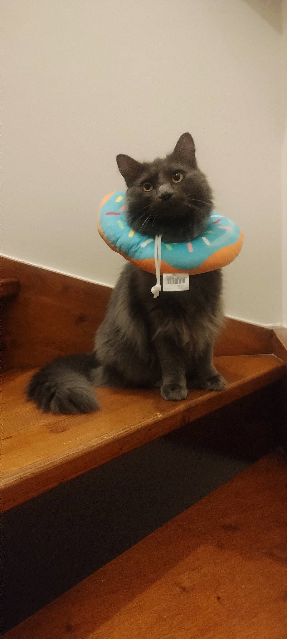 Freya participe au concours pour gagner de l'argent avec cette photo : black_cat, bombay, canidae, carnivore, cat, cat_toy, collar, dog_breed, domestic_short_haired_cat, electric_blue, felidae, flooring, fur, grey, hardwood, small_to_medium_sized_cats, snout, tail, whiskers, wood