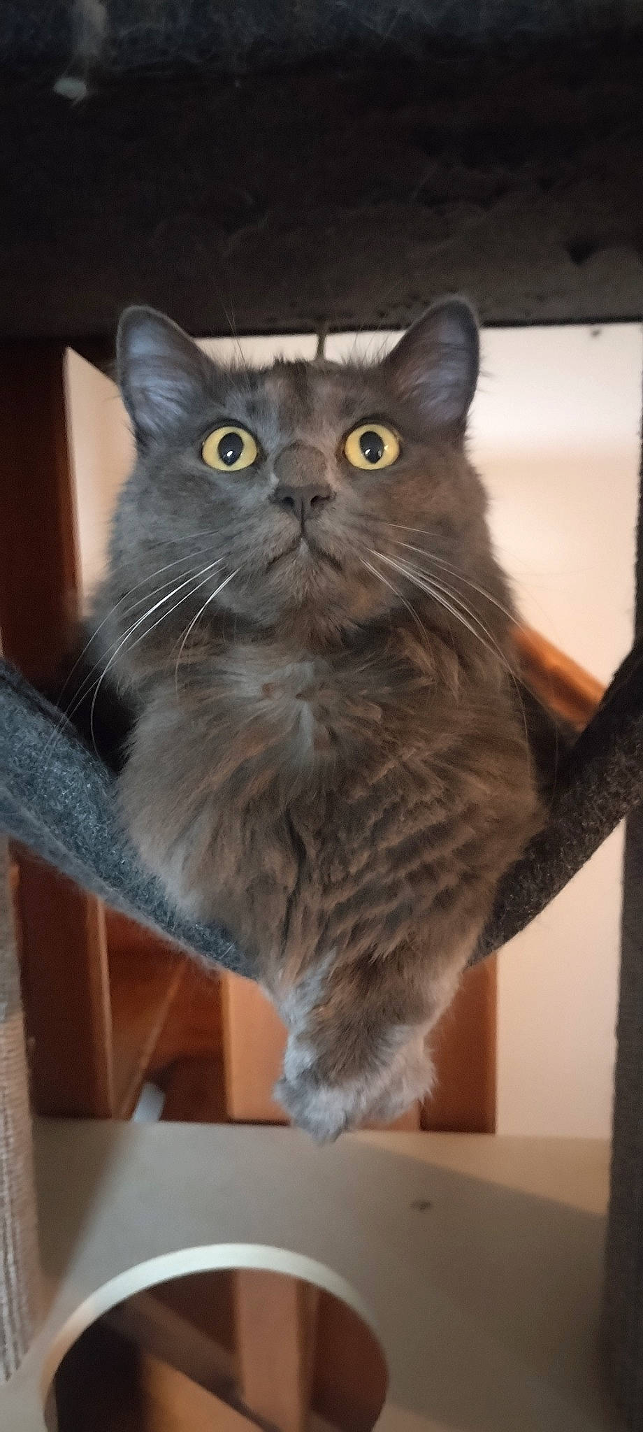 Freya participe au concours pour gagner de l'argent avec cette photo : black_cat, carnivore, cat, claw, domestic_short_haired_cat, fawn, felidae, fur, iris, paw, small_to_medium_sized_cats, snout, tail, terrestrial_animal, whiskers, wood