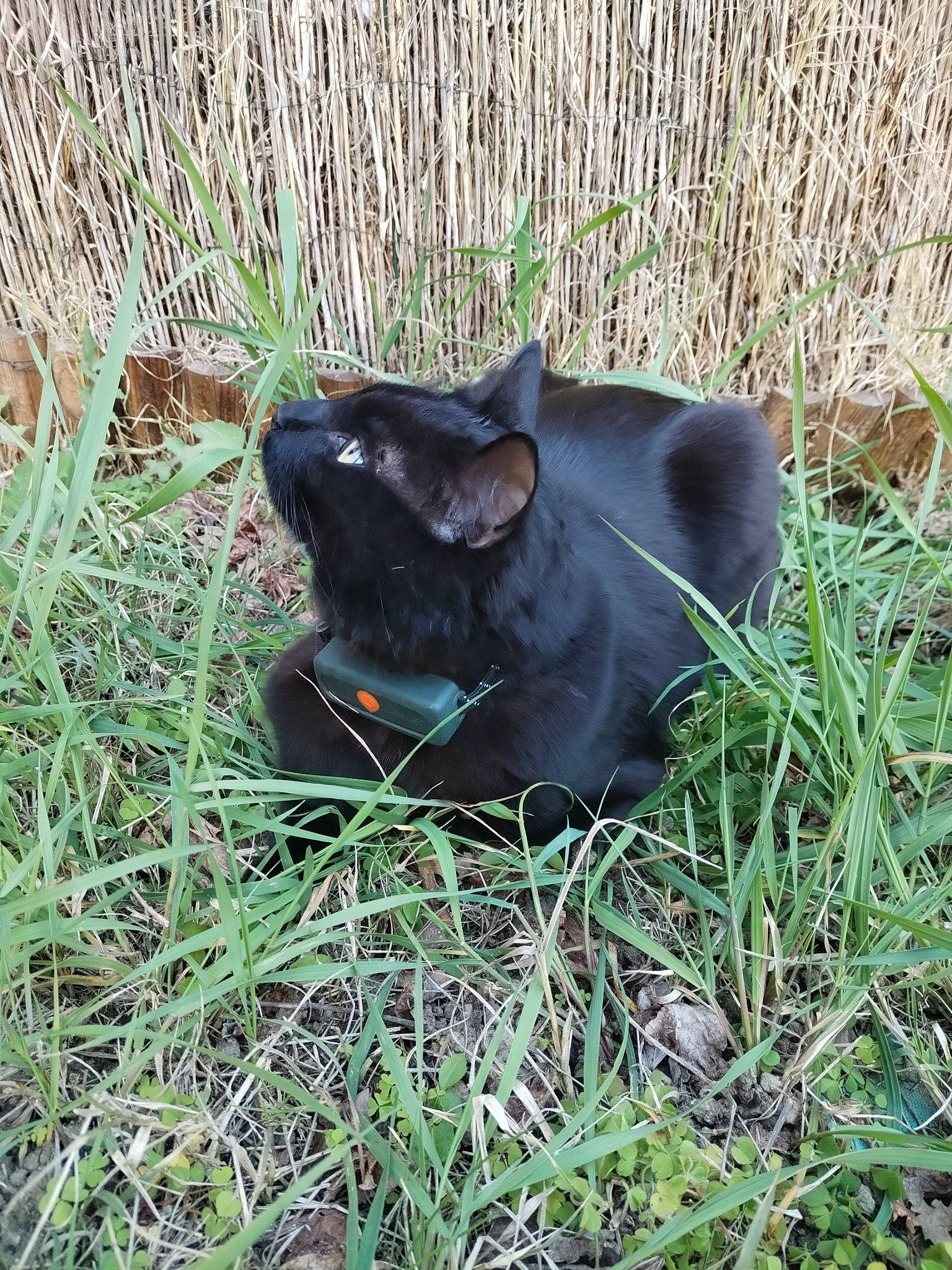 Raven participe au concours pour gagner de l'argent avec cette photo : carnivore, collar, companion_dog, dog, dog_breed, fawn, felidae, grass, grass_family, grassland, groundcover, guard_dog, plant, small_to_medium_sized_cats, snout, sporting_group, tail, terrestrial_animal, whiskers, working_animal