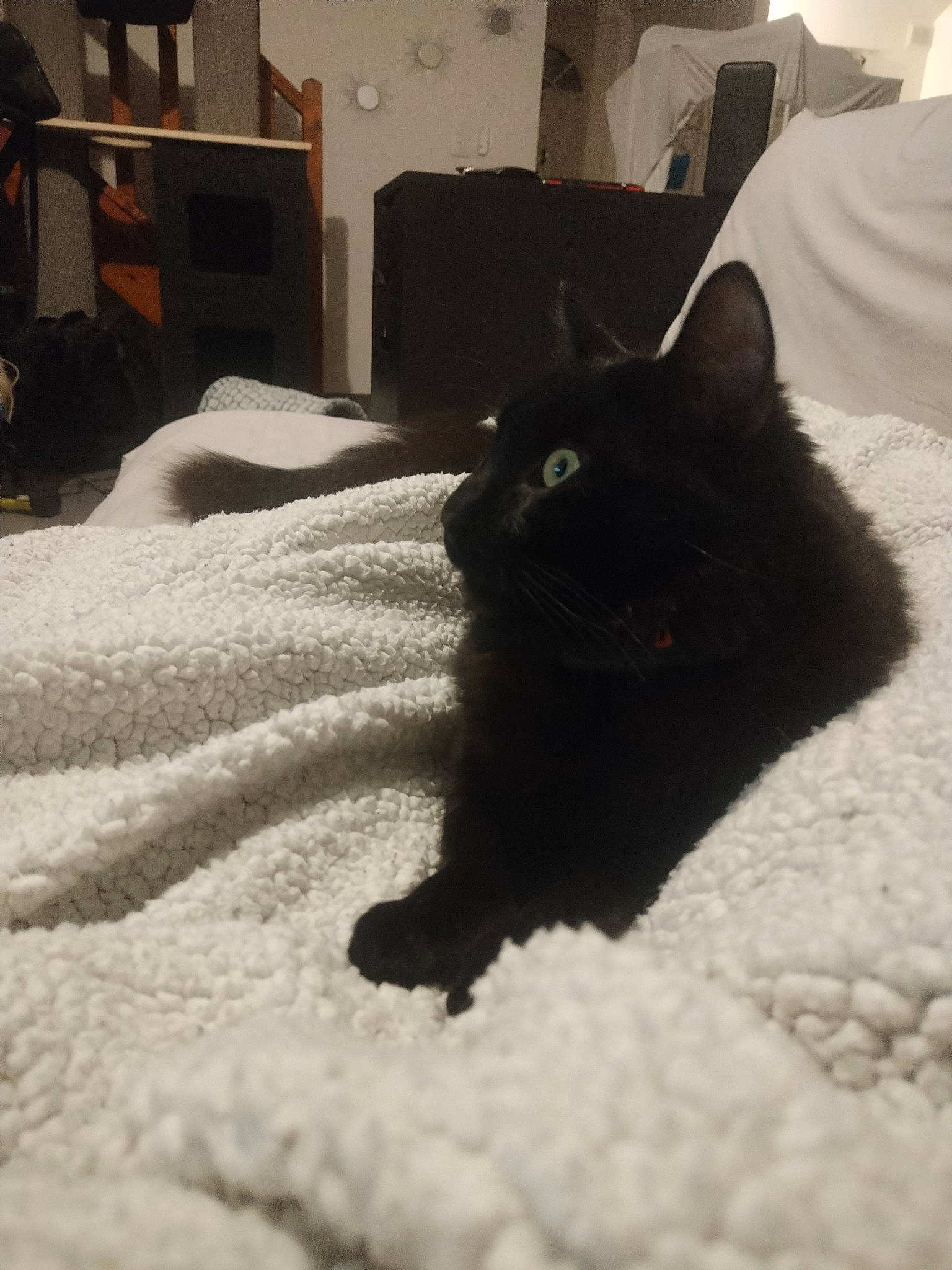 Raven a rejoint le concours — aidez-le/la à gagner de superbes lots ! bed, bedding, black_cat, carnivore, cat, comfort, domestic_short_haired_cat, felidae, floor, flooring, fur, grey, hardwood, linens, room, small_to_medium_sized_cats, tail, tints_and_shades, whiskers, wood