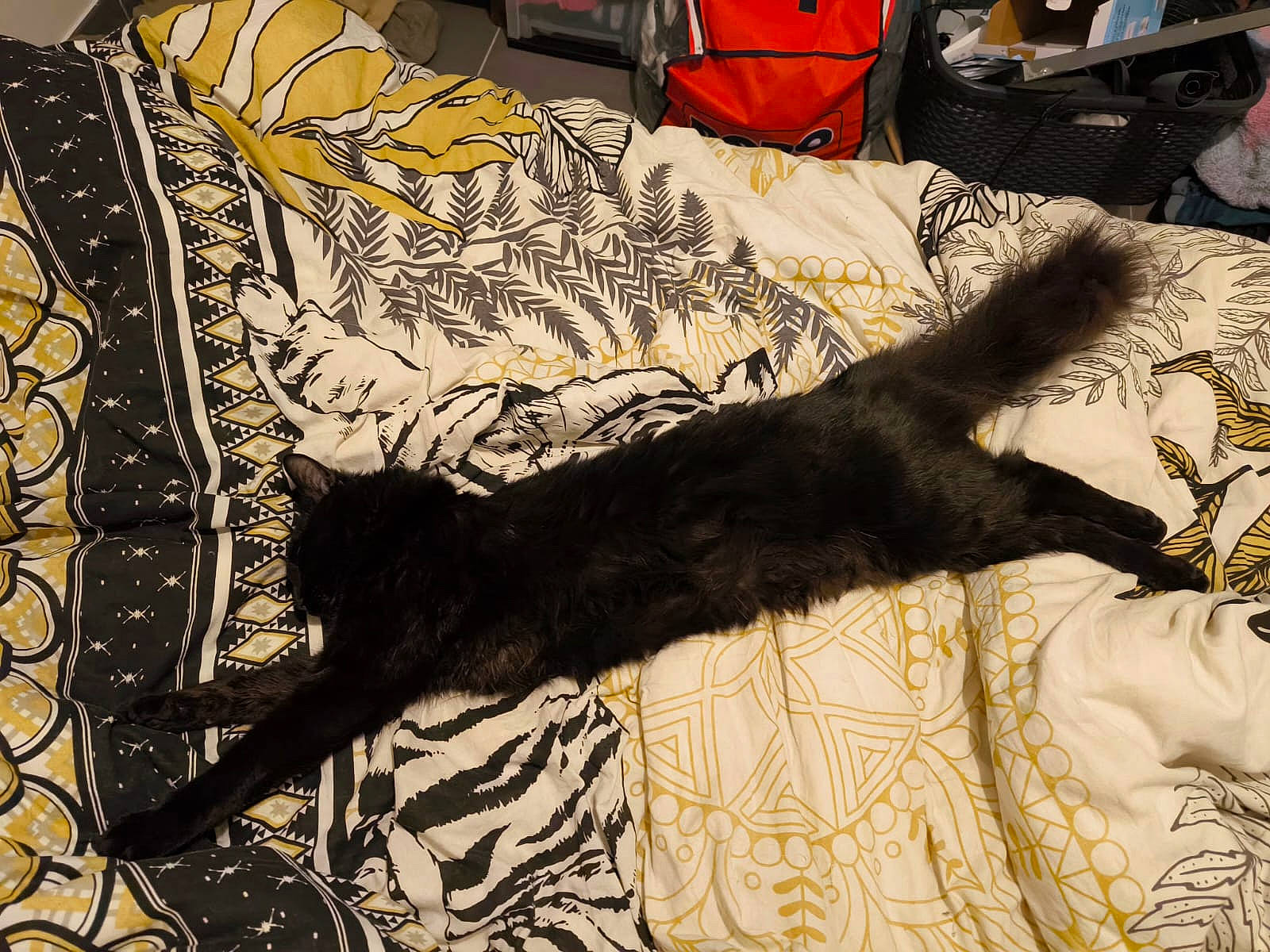 Raven participe au concours pour gagner de l'argent avec cette photo : art, backpack, carnivore, carpet, cat, comfort, domestic_short_haired_cat, felidae, flooring, fur, linens, rectangle, room, shadow, small_to_medium_sized_cats, tail, textile, tints_and_shades, whiskers, wood