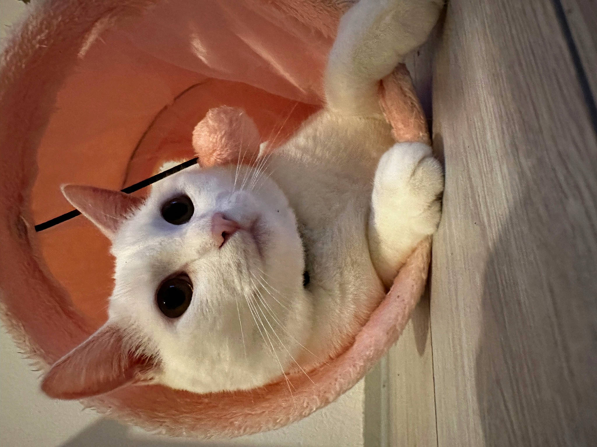 Titouan participe au concours pour gagner de l'argent avec cette photo : carnivore, cat, cat_supply, domestic_short_haired_cat, ear, eye, fang, fawn, felidae, foot, fur, hardwood, paw, pet_supply, plank, small_to_medium_sized_cats, snout, tail, whiskers, wood