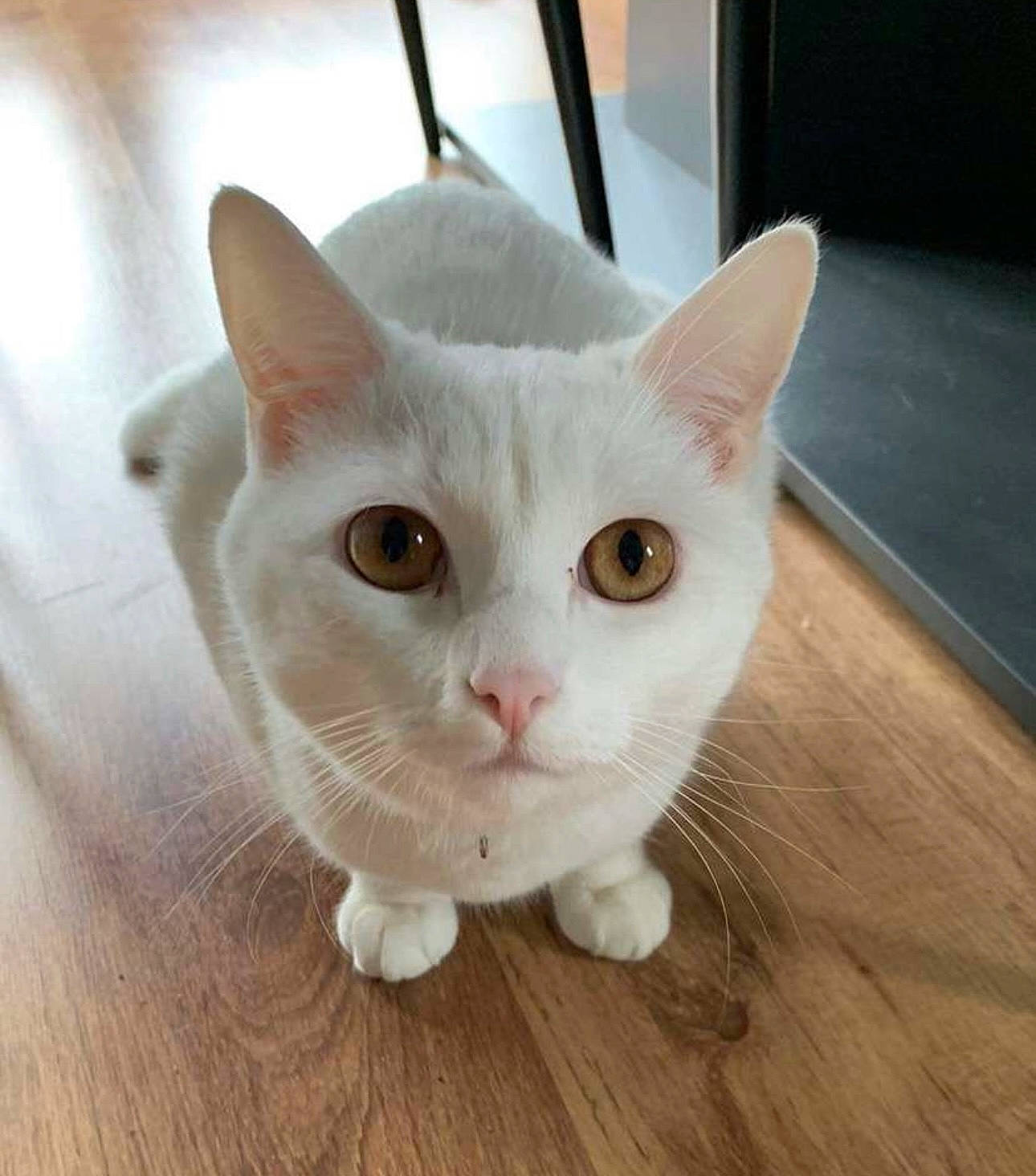 Titouan participe au concours pour gagner de l'argent avec cette photo : carnivore, cat, domestic_short_haired_cat, fawn, felidae, floor, flooring, foot, fur, hardwood, head, iris, paw, small_to_medium_sized_cats, snout, tail, varnish, whiskers, wood, wood_stain