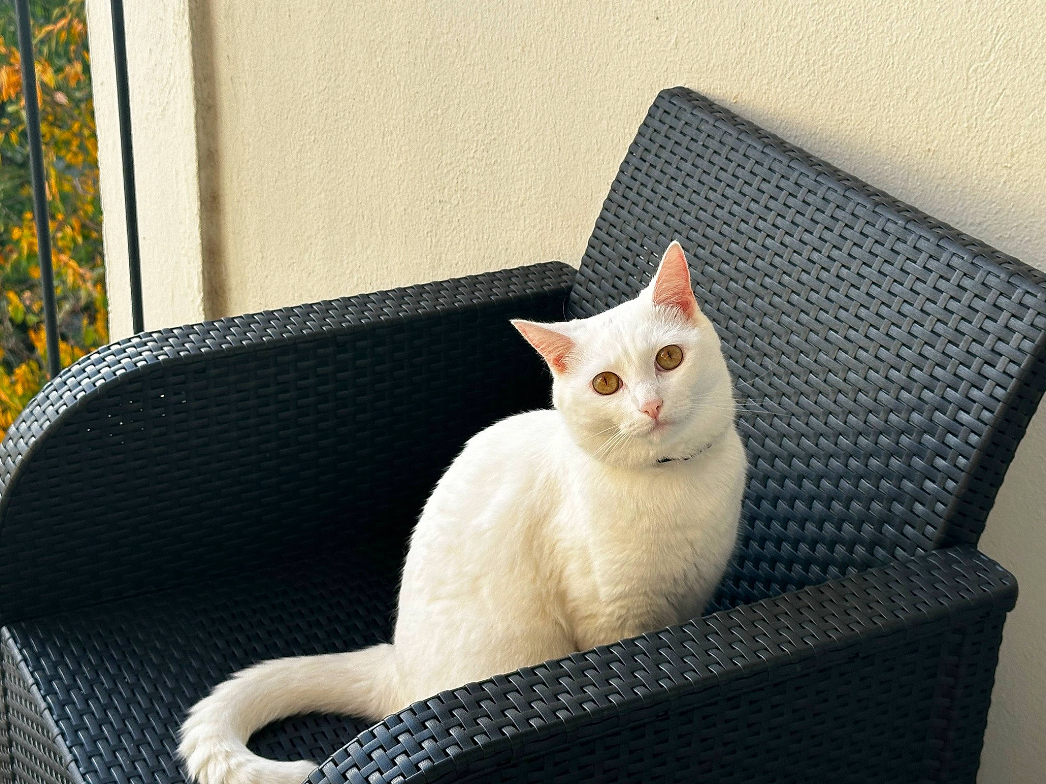 Titouan a rejoint le concours — aidez-le/la à gagner de superbes lots ! carnivore, cat, cat_furniture, cat_supply, comfort, domestic_short_haired_cat, fawn, felidae, fur, pattern, paw, rectangle, room, sitting, small_to_medium_sized_cats, snout, tail, whiskers, window, wood